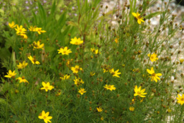 Coreopsis verticillataMeisjesogen bestellen